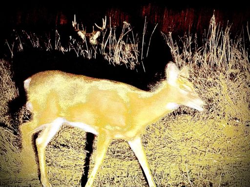 Mr Buck is always nearby