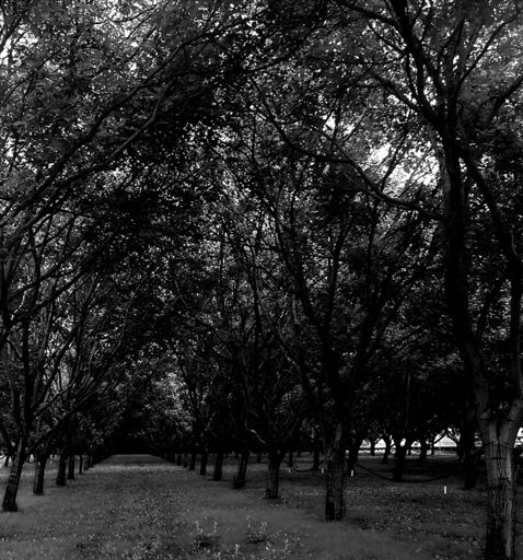 walnut groves at Chatte