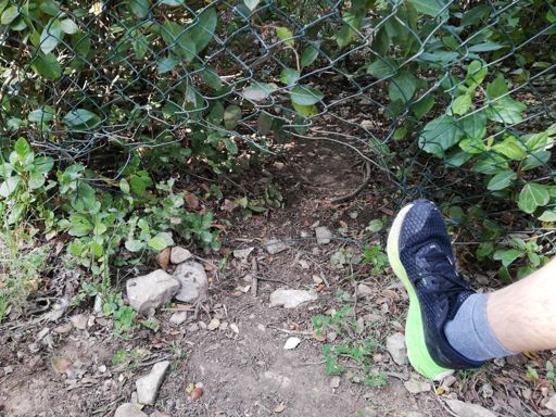 C'est pas si gros mais quand on force, ça passe doivent se dire les sangliers