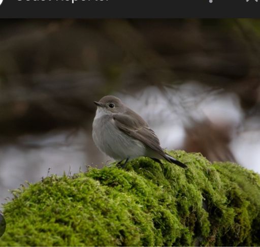 Not my pic…birder paparazzi was out in full force.