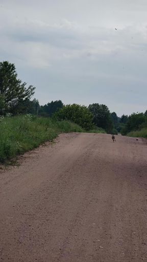 Заяц выбегаяц бежал метров 500