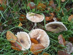 Footing pause déjeuner 