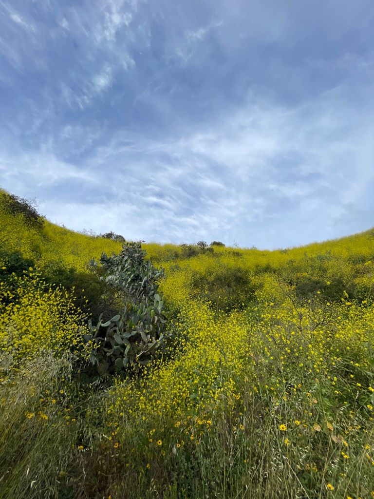 NBB run - Lake Hollywood: фото 114