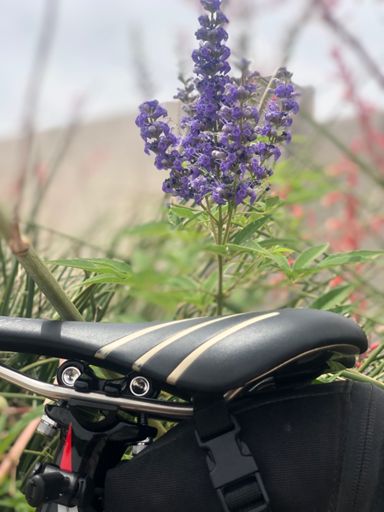 Back to the old saddle.  More comfy.