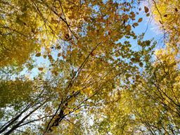 Marche en famille au Donon