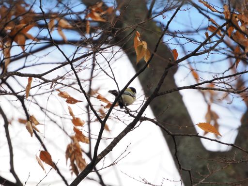 シジュウカラいた