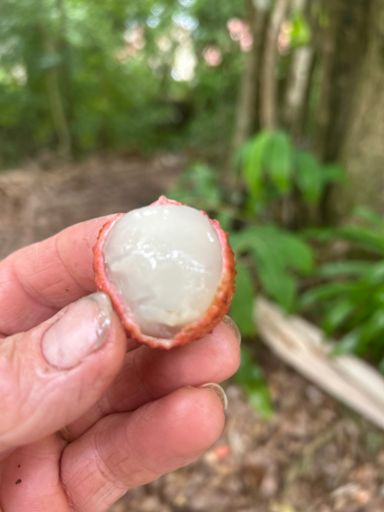 I miss eating LYCHEES.