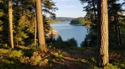 La saison des brimbelles commence ????