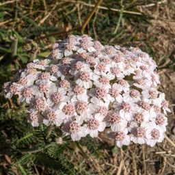 Lacs des Estaris, roc Dolion et retour par Prapic