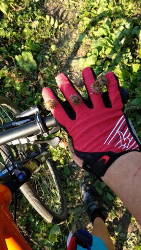 Epizoochorie v praxi