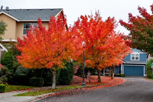 Trees are still slamming the ol' eyeball cones!