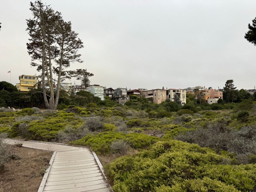 Butterlap (Presidio & Golden Gate Park) photo 164