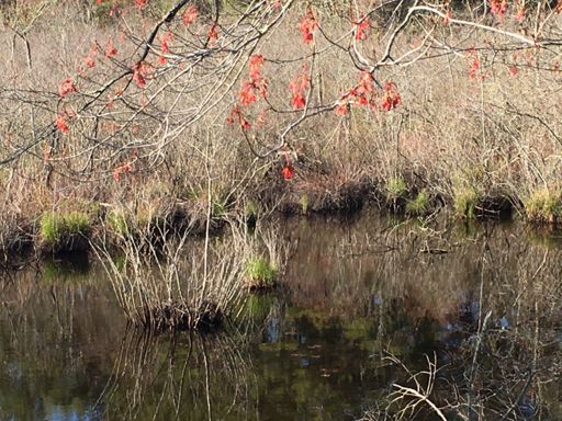 Chatfield Hollow Brook, CT Rte. 80, Killingworth, CT