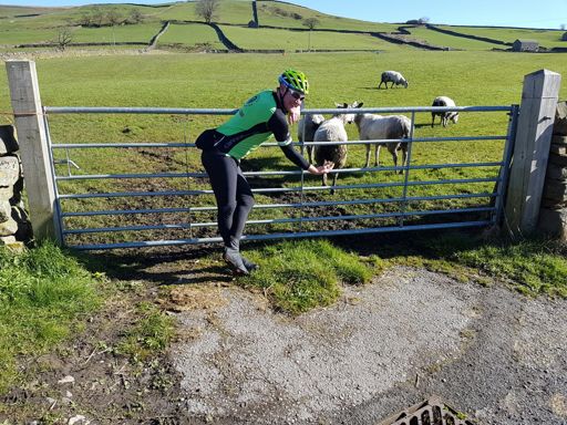 The dogs Bol-----/sheeps