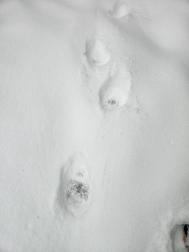 Bear tracks in the col between the Kinsmen.