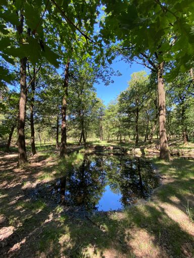 De honderduizenddonderpaddenpoel