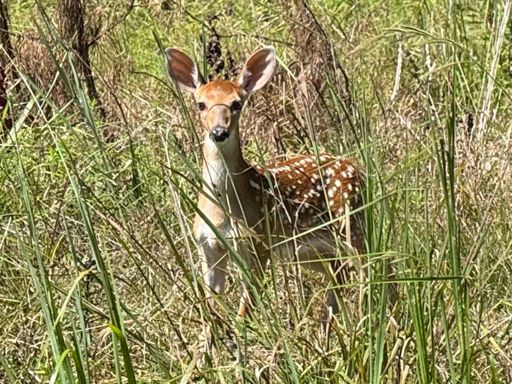 No worries, the mama deer was nearby, too. They were both standing in the middle of the road when I first saw them and surprised they stayed as long as they did. 
