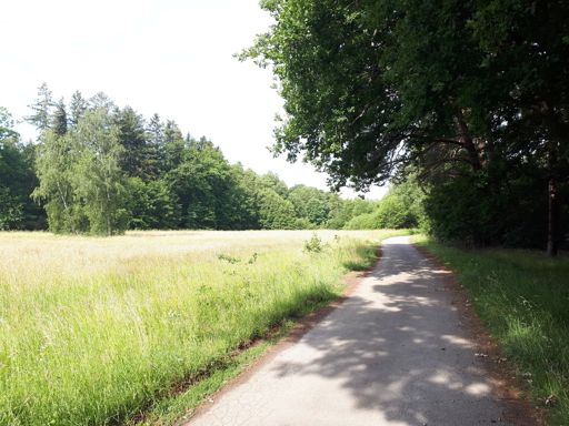 Radweg zwischen Moorwiesen und Wald