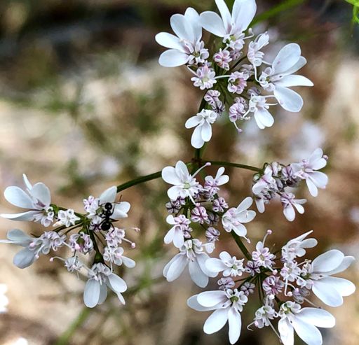 Rocket Ant 🚀 🐜