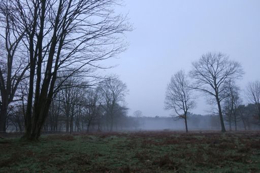 Morgennebel in der Wahner Heide