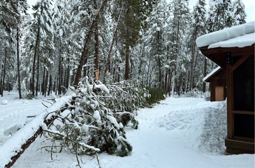 In falling, the 2:48 tree loosened two others which fell an hour later.