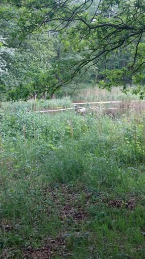 Bocian :-) Tam w głębi :-D