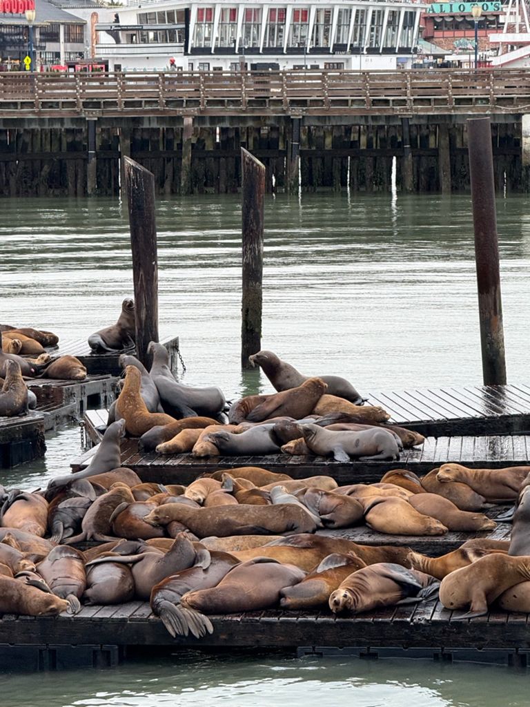 Butterlap (Presidio & Golden Gate Park) photo 42