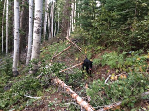 Fallen trees on Pioneer