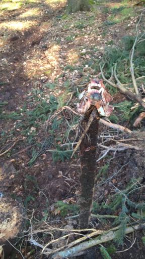 🤔lecker Beisserchen