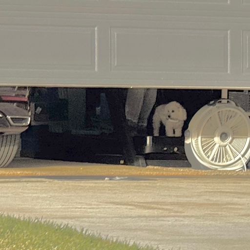 My idea of suburban hell, walking your frou-frou dog inside your garage on a treadmill with a fan under the closed garage door.