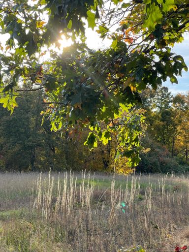 Silver Lake Rd.  Most of the oak trees are still green.