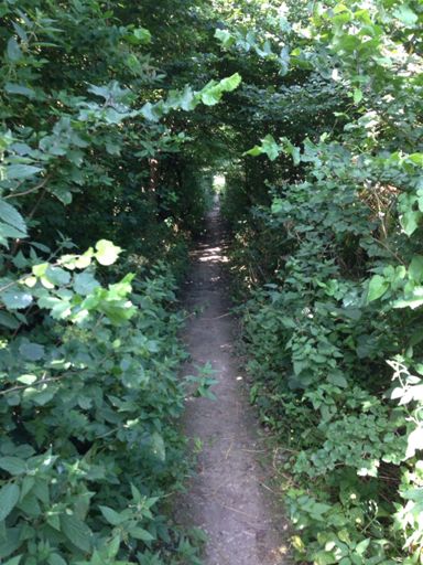 Oops. Single track. Mtb territory me thinks.