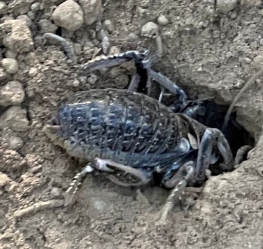 really big trail bug