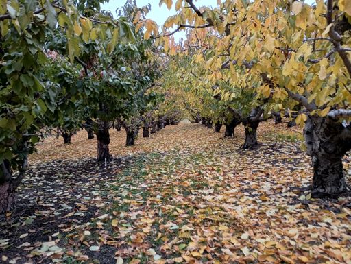 Hour1: fruitless trees in fall