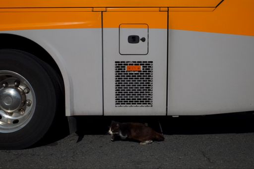 En de katjes. En de groene deuren. En de vuilnisbakken.