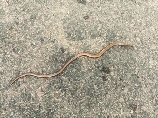 Slow worm saved from the middle of the road