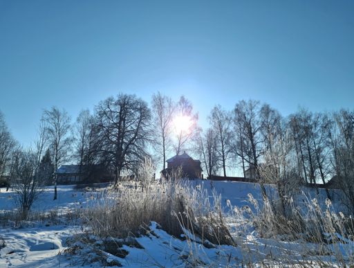 Березовая роща на берегу Бологовского озера.