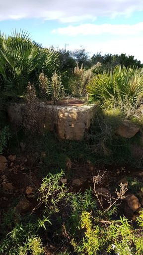 Hinter dem Wassertrog ging der Weg dann weiter, ich seh nur Palmen... pieksige Palmen