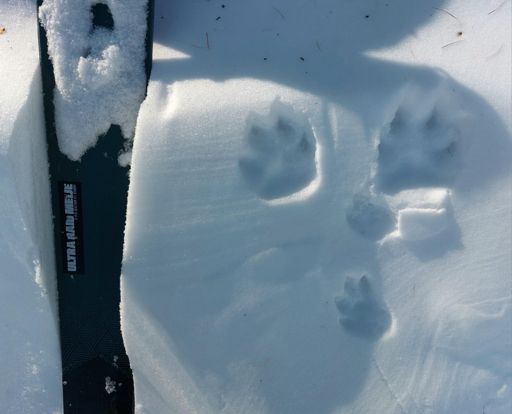 Traces de léporidé