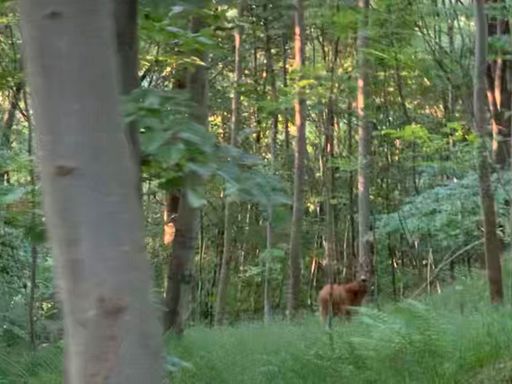 Software zoom and blurred by no suspension.