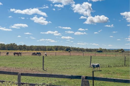 Tee hee, mini-horse!