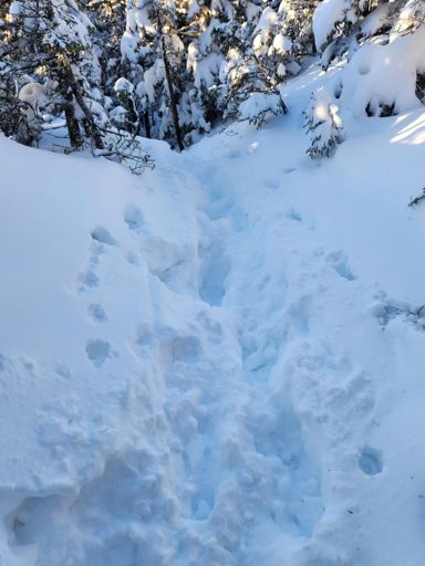 Postholio preceeded me on the Wildcat Ridge trail in a big way...