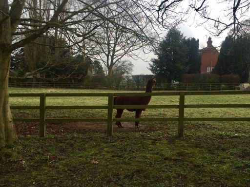 Is that an Alpaca or a Llama? Spotted on a farm at Foscote.