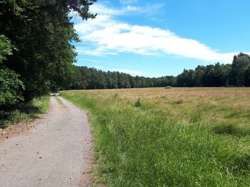Herrliche Wiesen in der Moorniederung