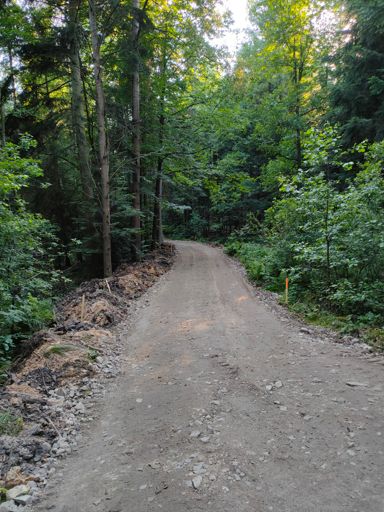Coś się tworzy w lesie między Zabłociem a Zagnańską.