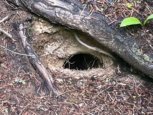 Someone has made a dandy home for themselves. South-facing entrance, protected from the weather, near water and where hikers are likely to drop bits of their food. 