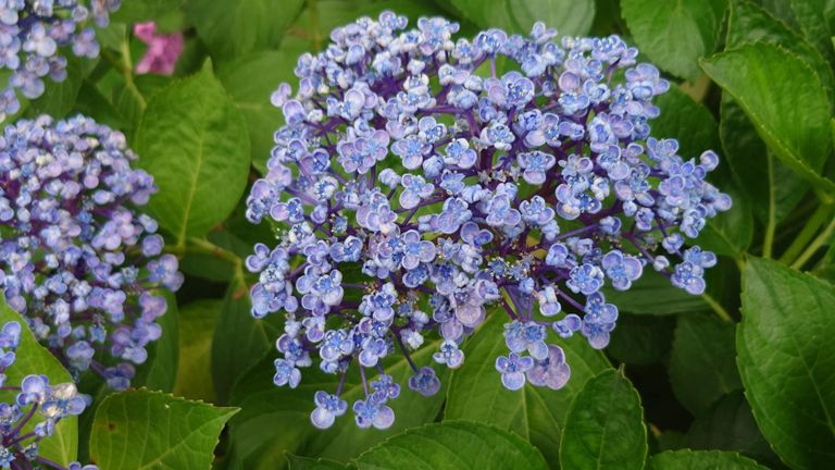 きっと紫陽花♪