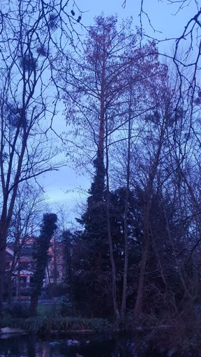 Sulzbach ID22607 UM Heinrich-Kleber-Park Baum2