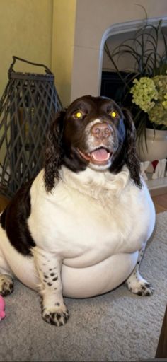 By the looks of it I’m not the only one that’s been over indulging!🤣