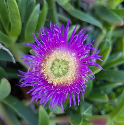 Sentier du littoral de st Tropez avec ma soeur